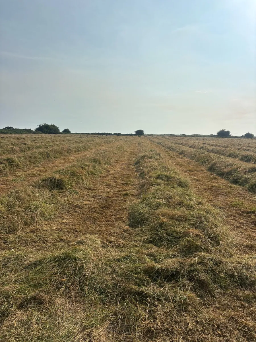 Hay For Sale - Image 4