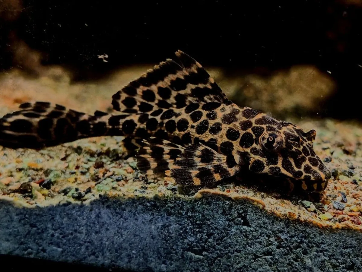 Cichlid and pleco - Image 1