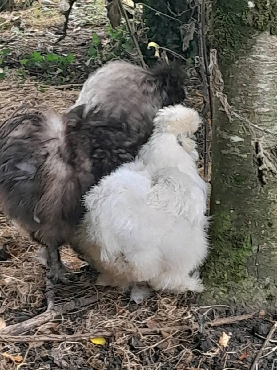 A pair of silkies and copper maran hen - Image 2