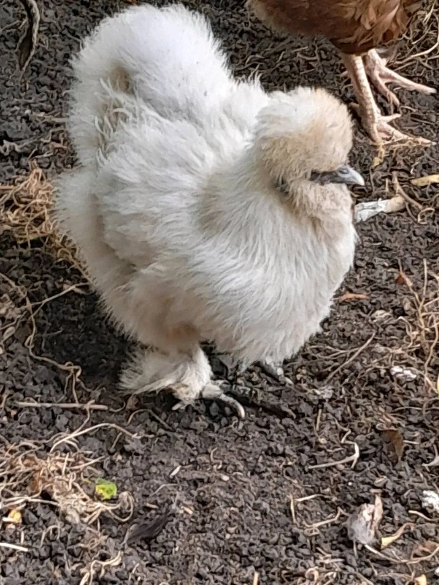 A pair of silkies and copper maran hen - Image 1