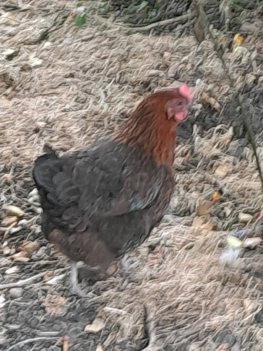 A pair of silkies and copper maran hen - Image 3