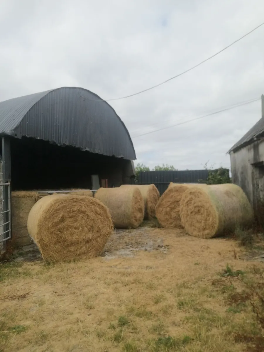 Hay