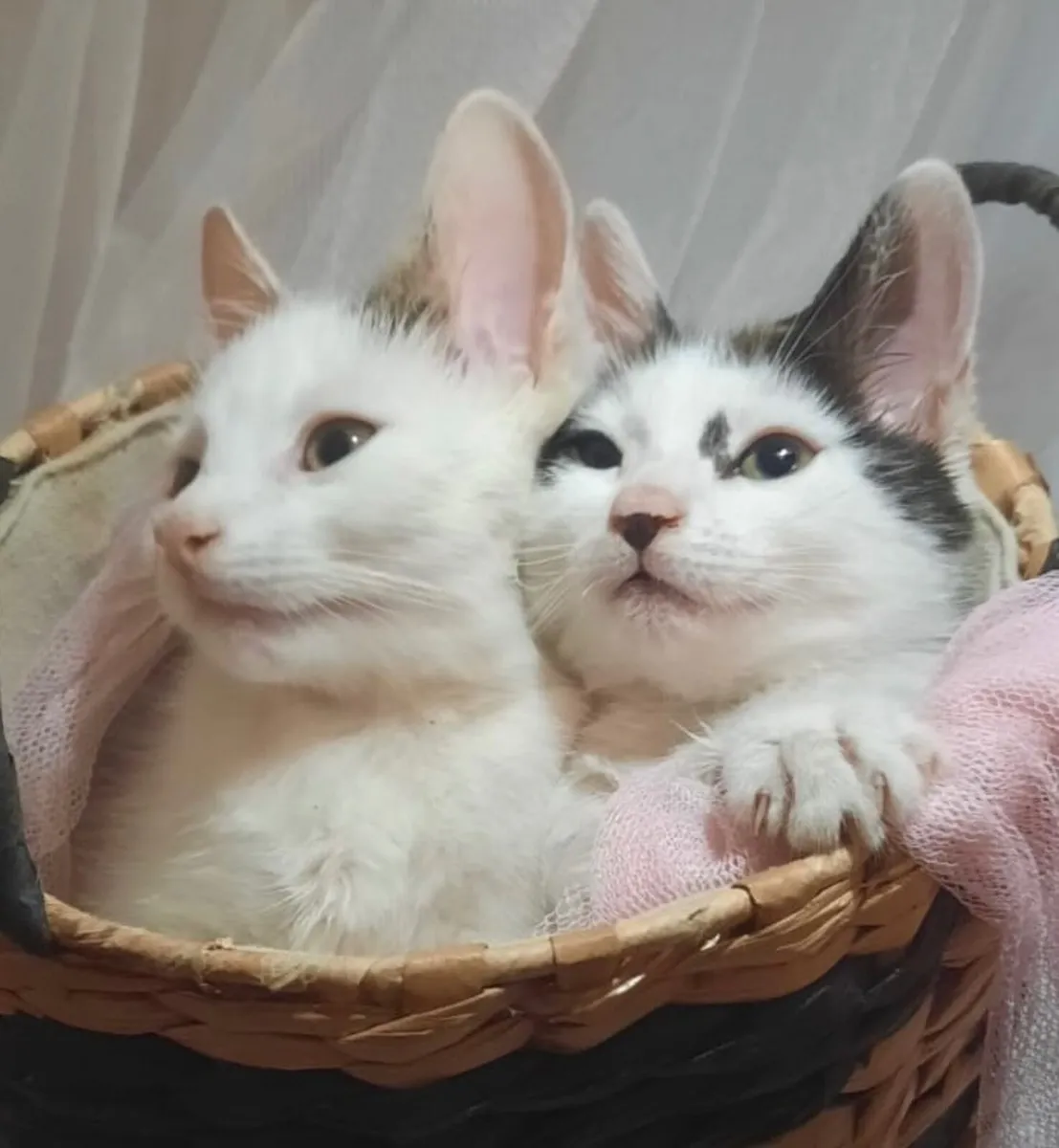 Gorgeous Kittens - Image 2