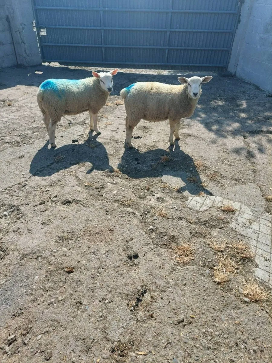 Two Texel Ram lambs - Image 1
