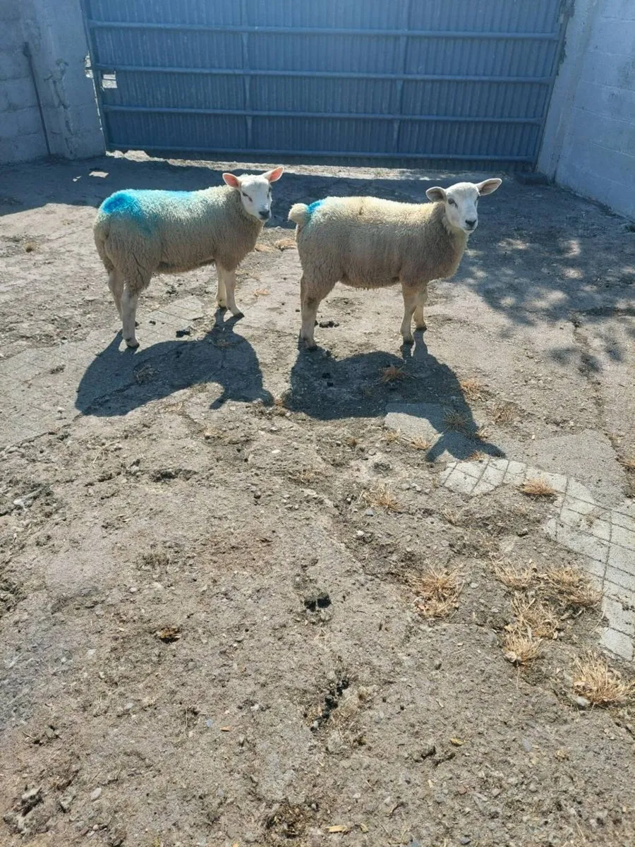 Two Texel Ram lambs - Image 2