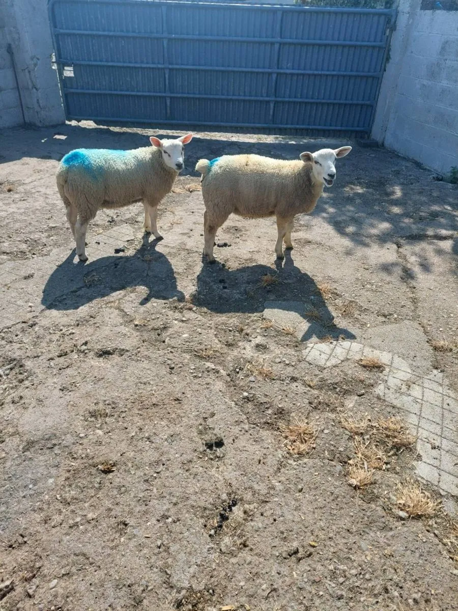 Two Texel Ram lambs - Image 3