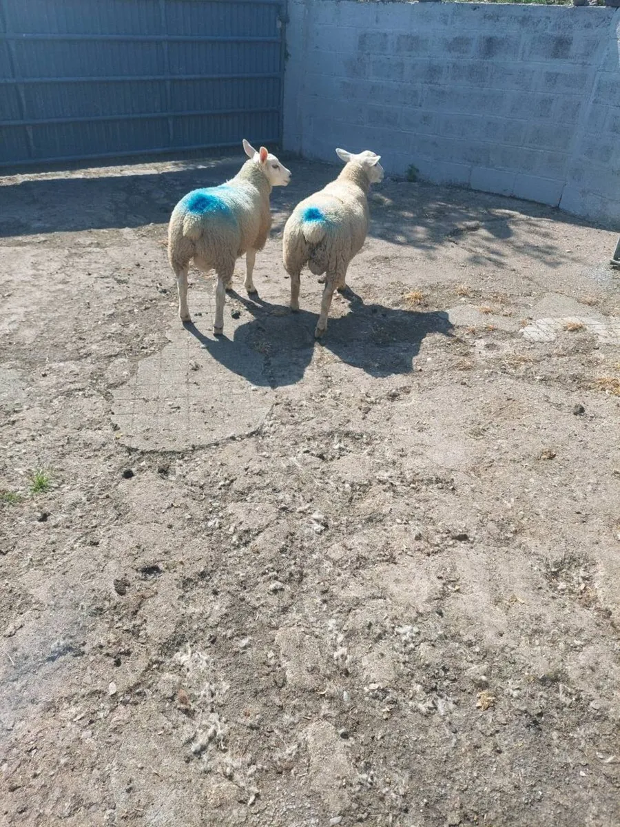 Two Texel Ram lambs - Image 4