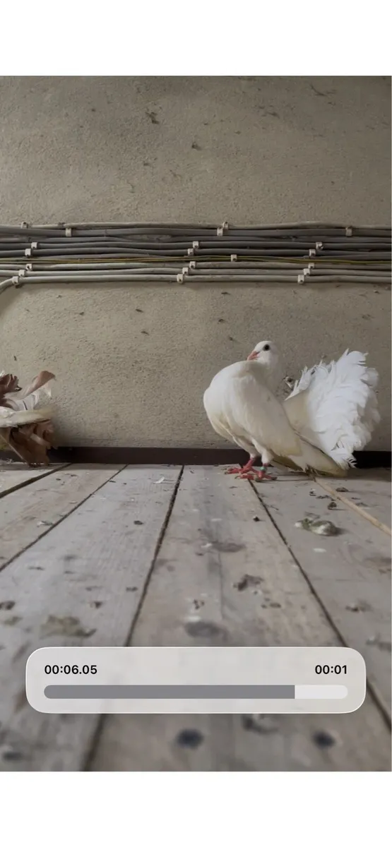 Pigeons - Image 4