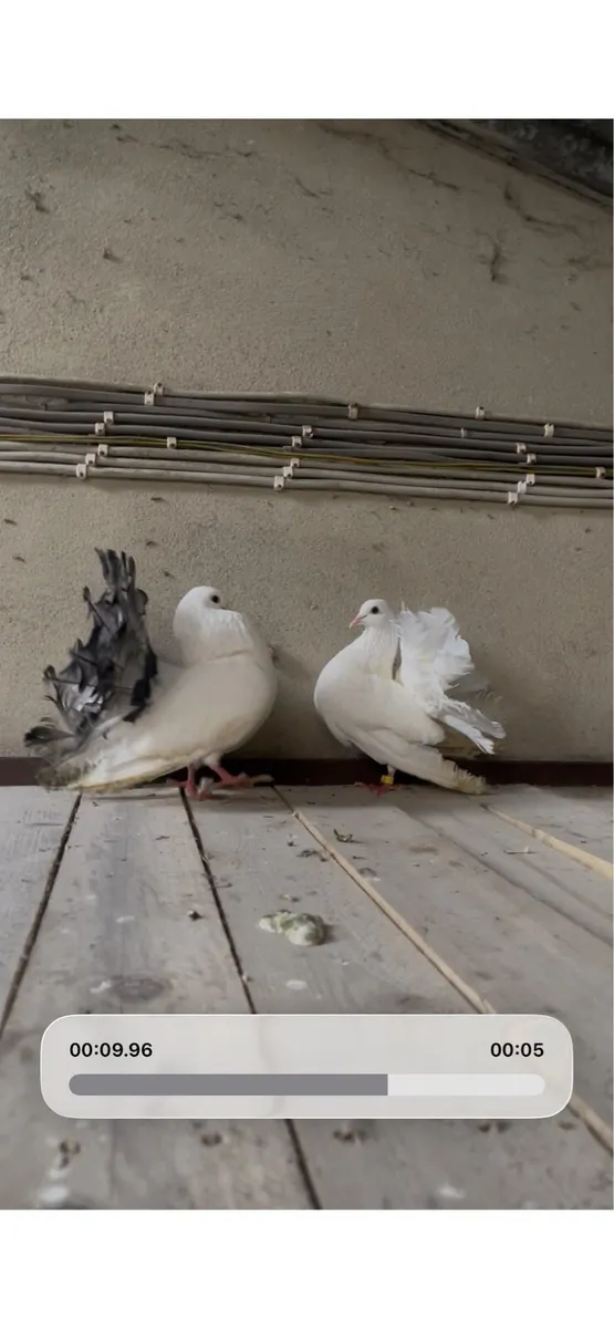 Pigeons - Image 1