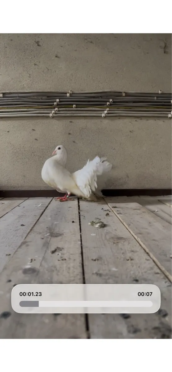 Pigeons - Image 2