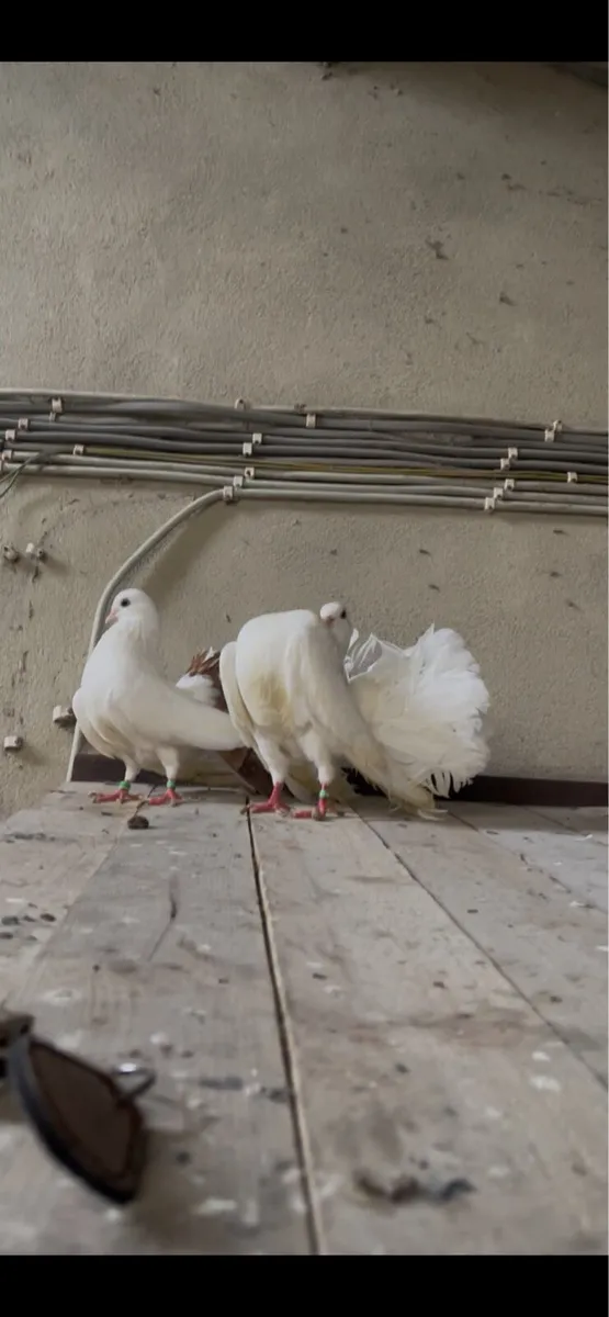 Pigeons - Image 3