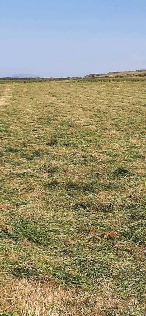 Hay for Sale - Image 3