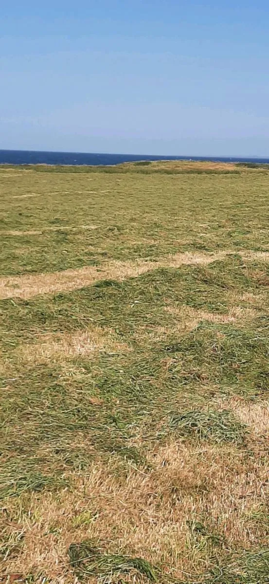 Hay for Sale - Image 4