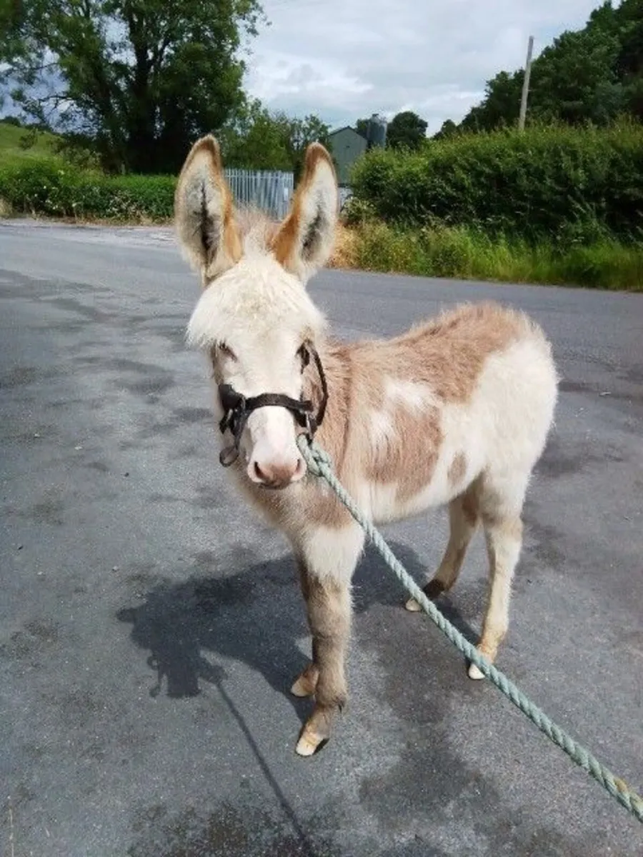 Donkey Foal