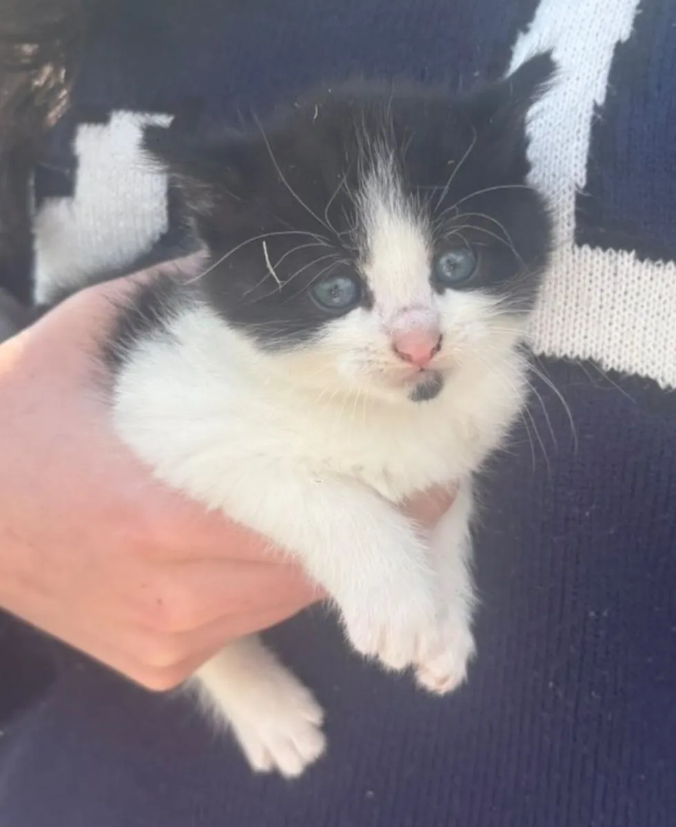 male kitten