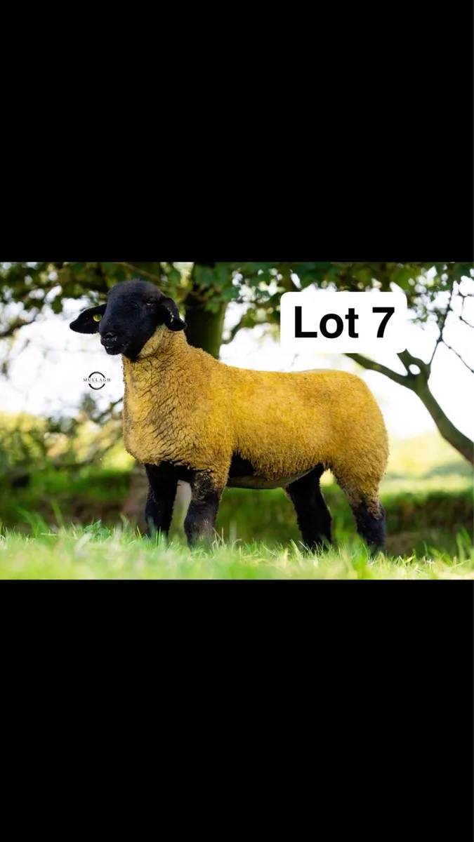 Pedigree Suffolk Ewe Lambs - Image 1