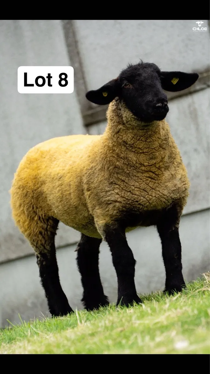 Pedigree Suffolk Ewe Lambs - Image 2