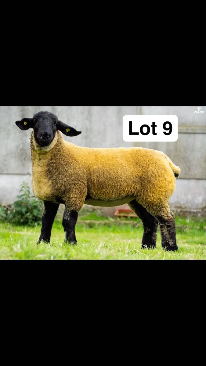 Pedigree Suffolk Ewe Lambs - Image 3