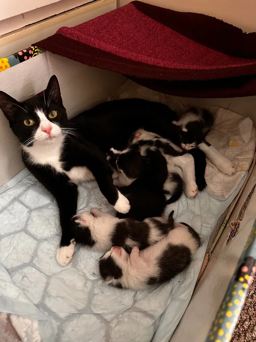 Small kitten - Image 4