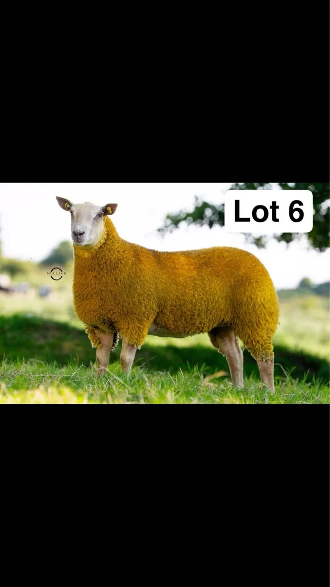 Pedigree Charollais ewe lambs - Image 1