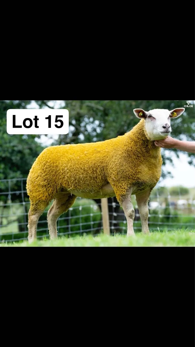 Pedigree Charollais ewe lambs - Image 2