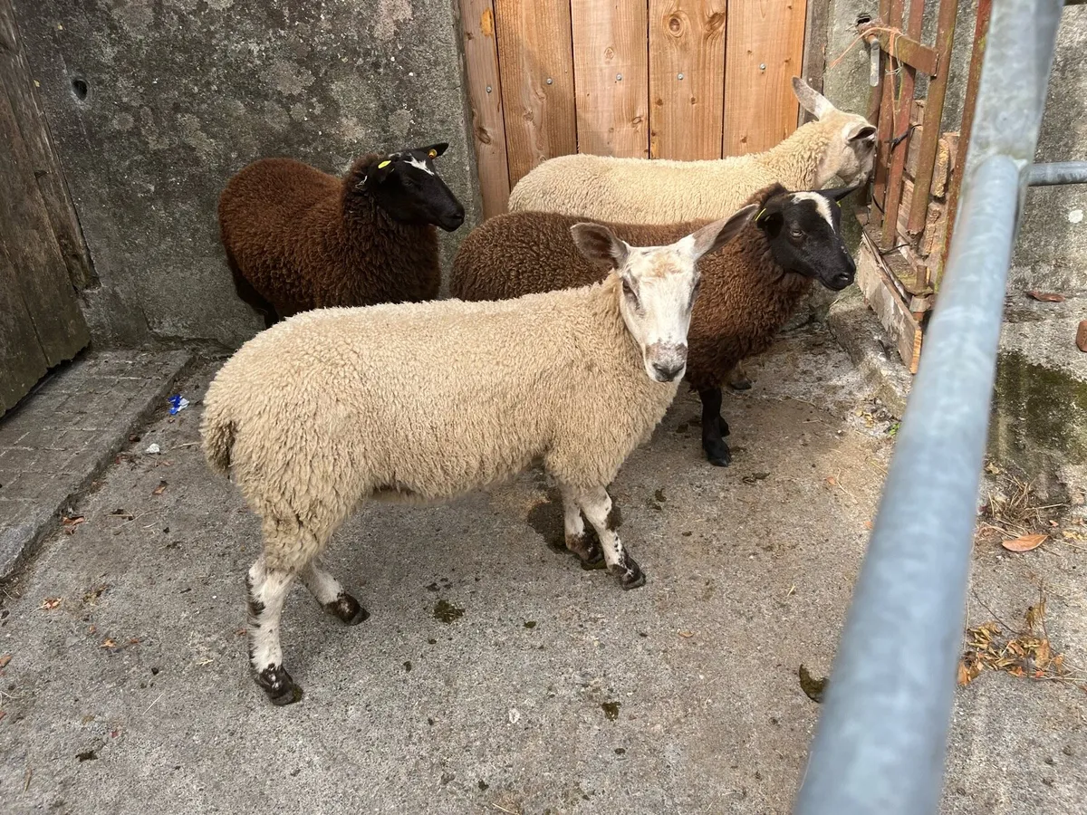 Ewe lambs - Image 1