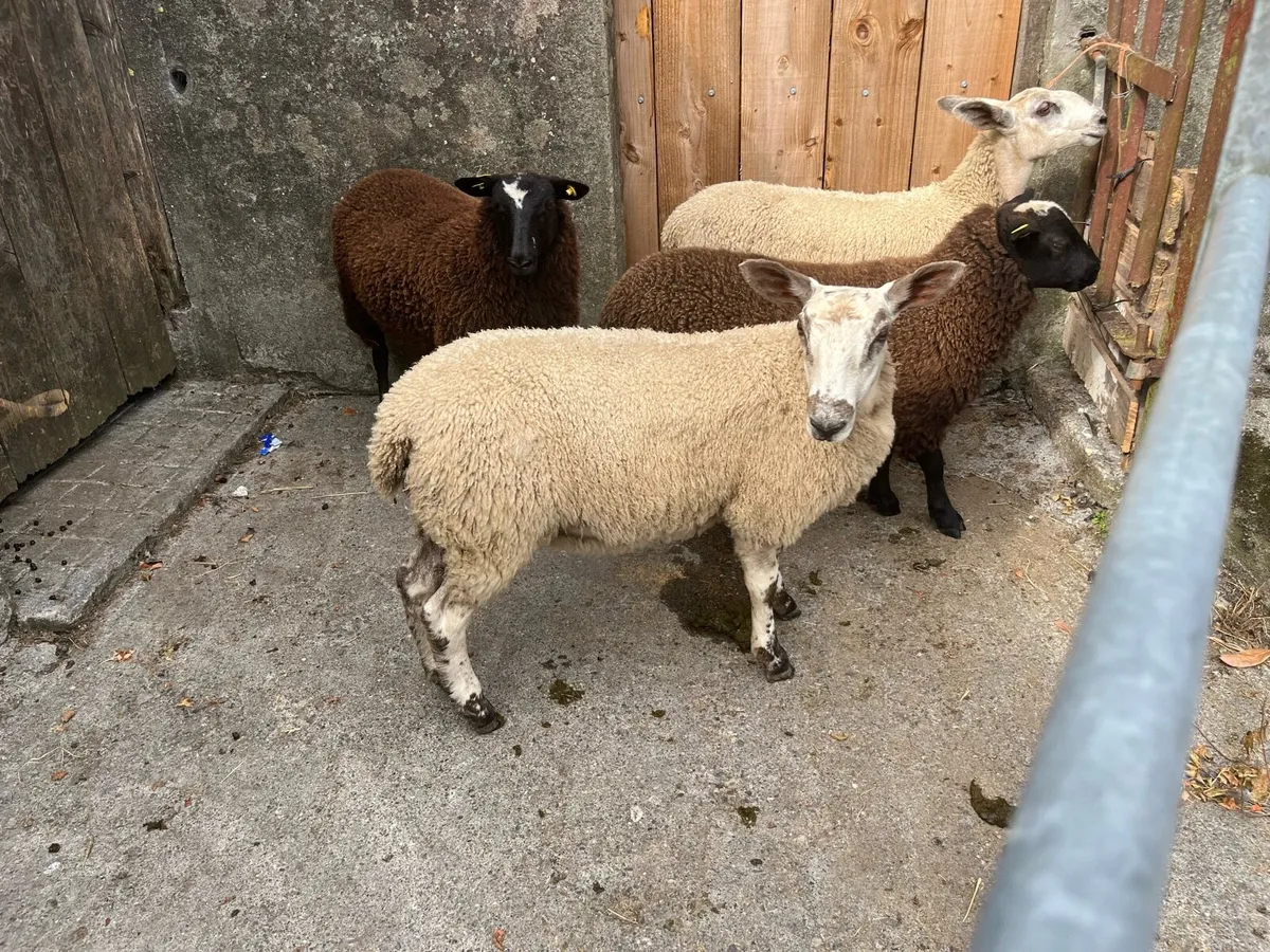 Ewe lambs - Image 2
