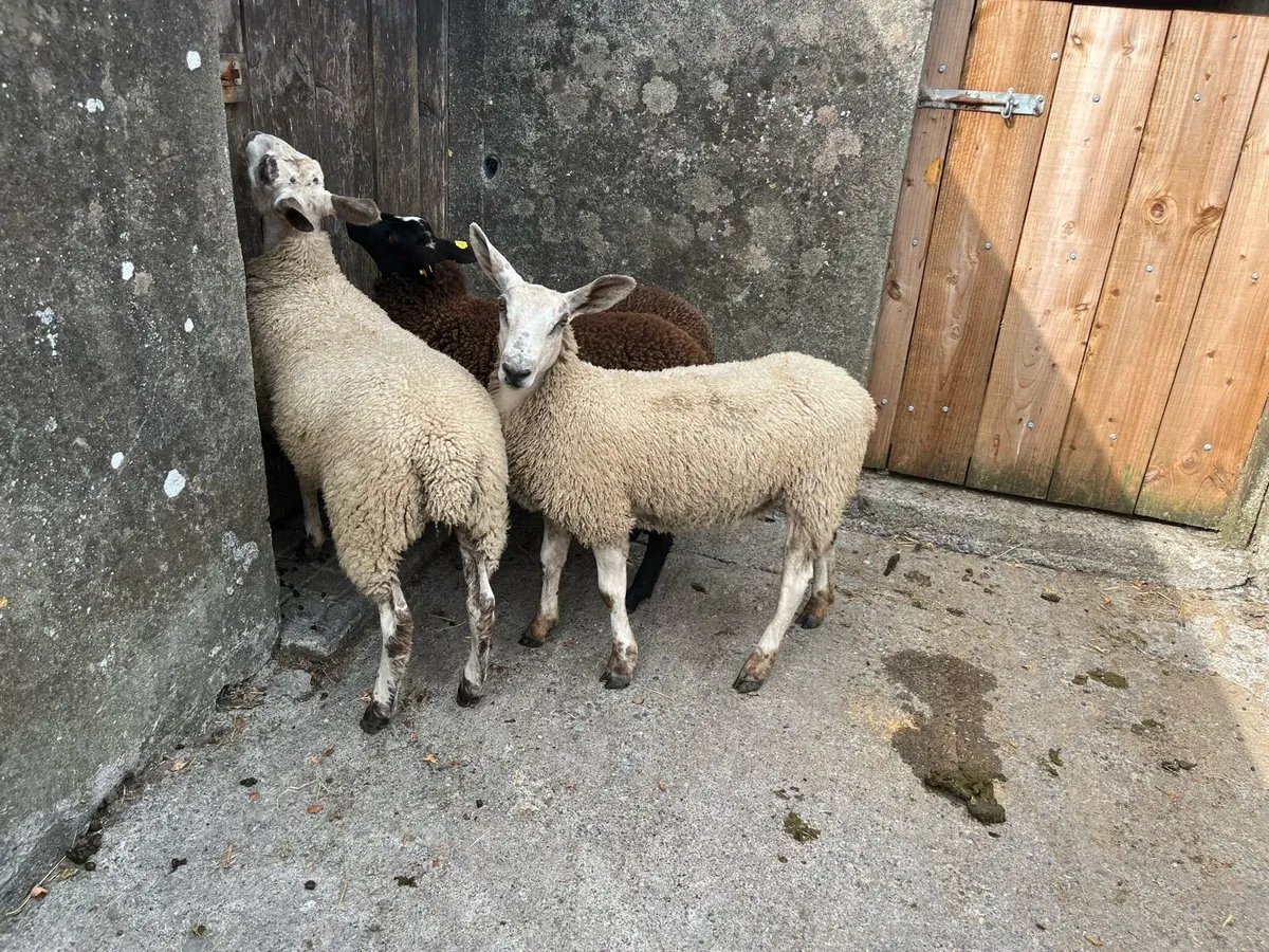 Ewe lambs - Image 3