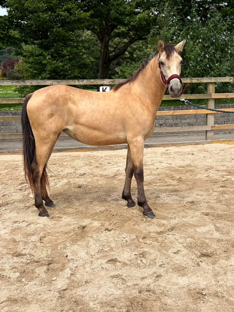 Pony - Image 1