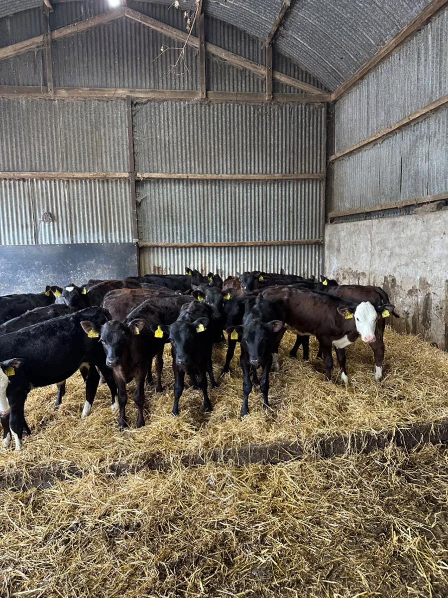 Angus lim and Hereford heifers - Image 4