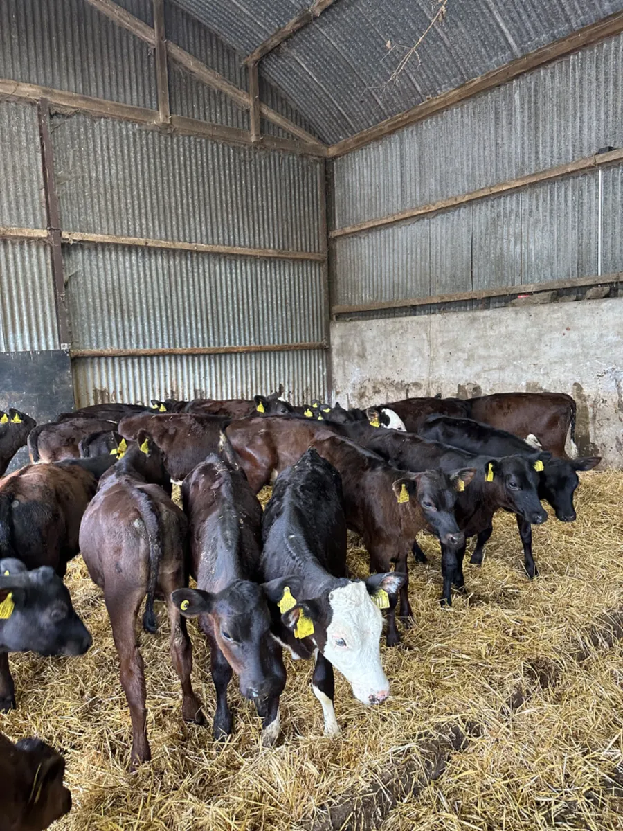 Angus lim and Hereford heifers - Image 3