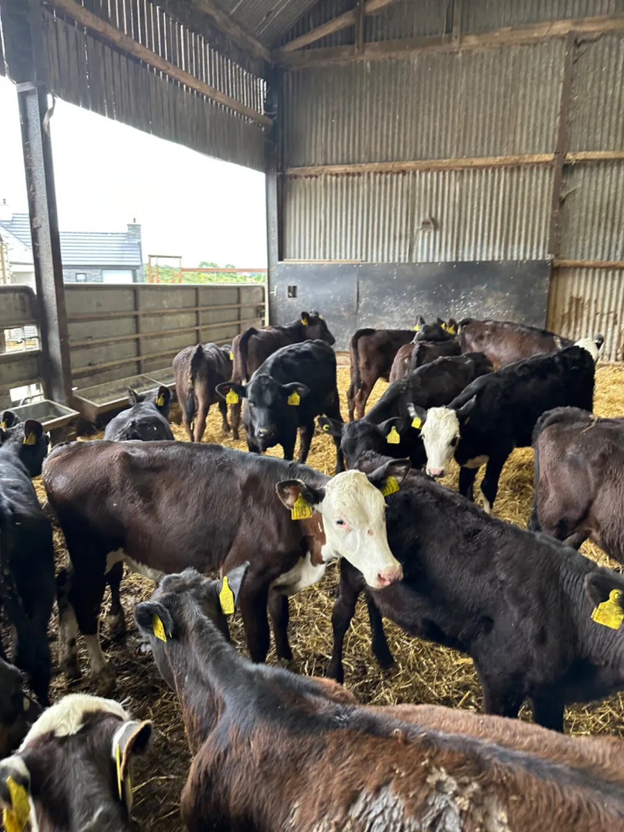 Angus lim and Hereford heifers - Image 2