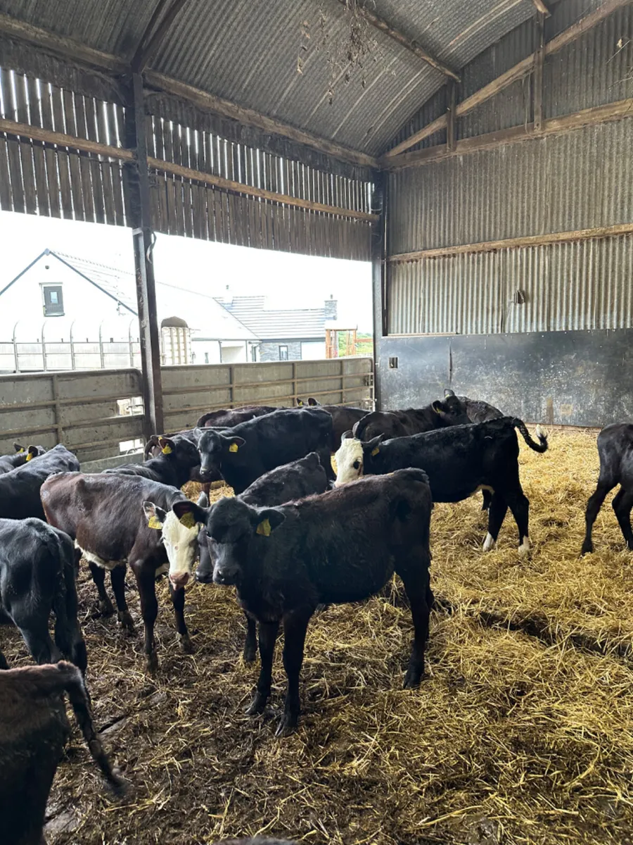 Angus lim and Hereford heifers - Image 1