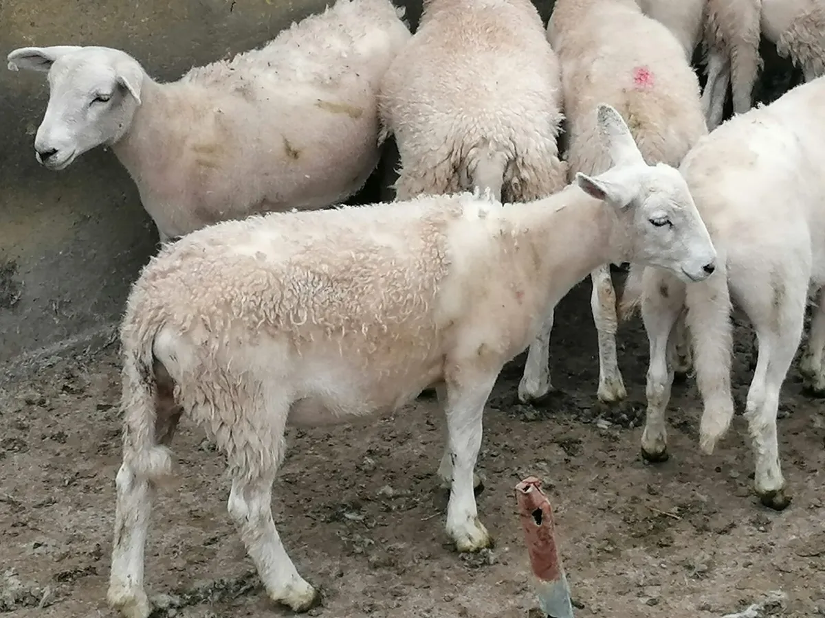 Easy care ewe lambs - Image 1