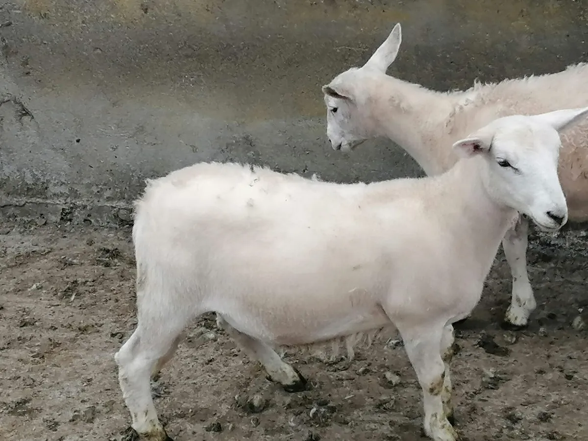 Easy care ewe lambs - Image 3