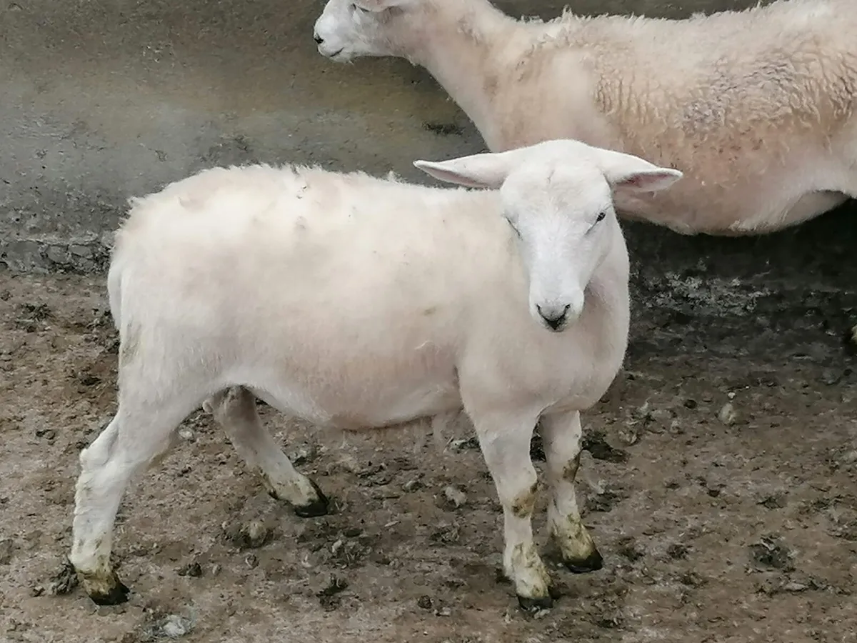 Easy care ewe lambs - Image 2