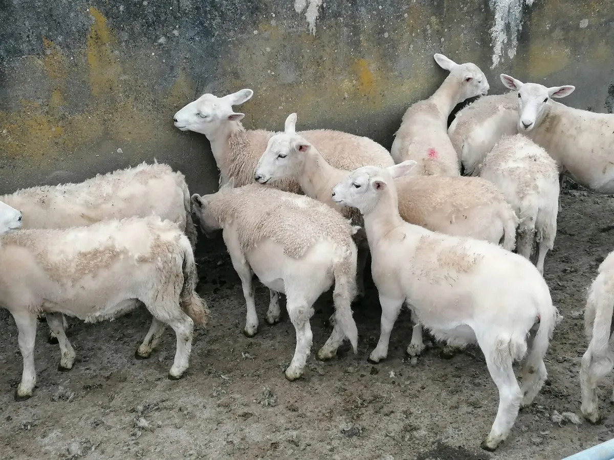 Easy care ewe lambs - Image 4