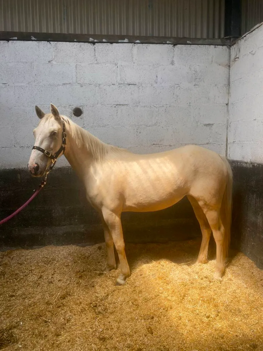 Pony - Image 1