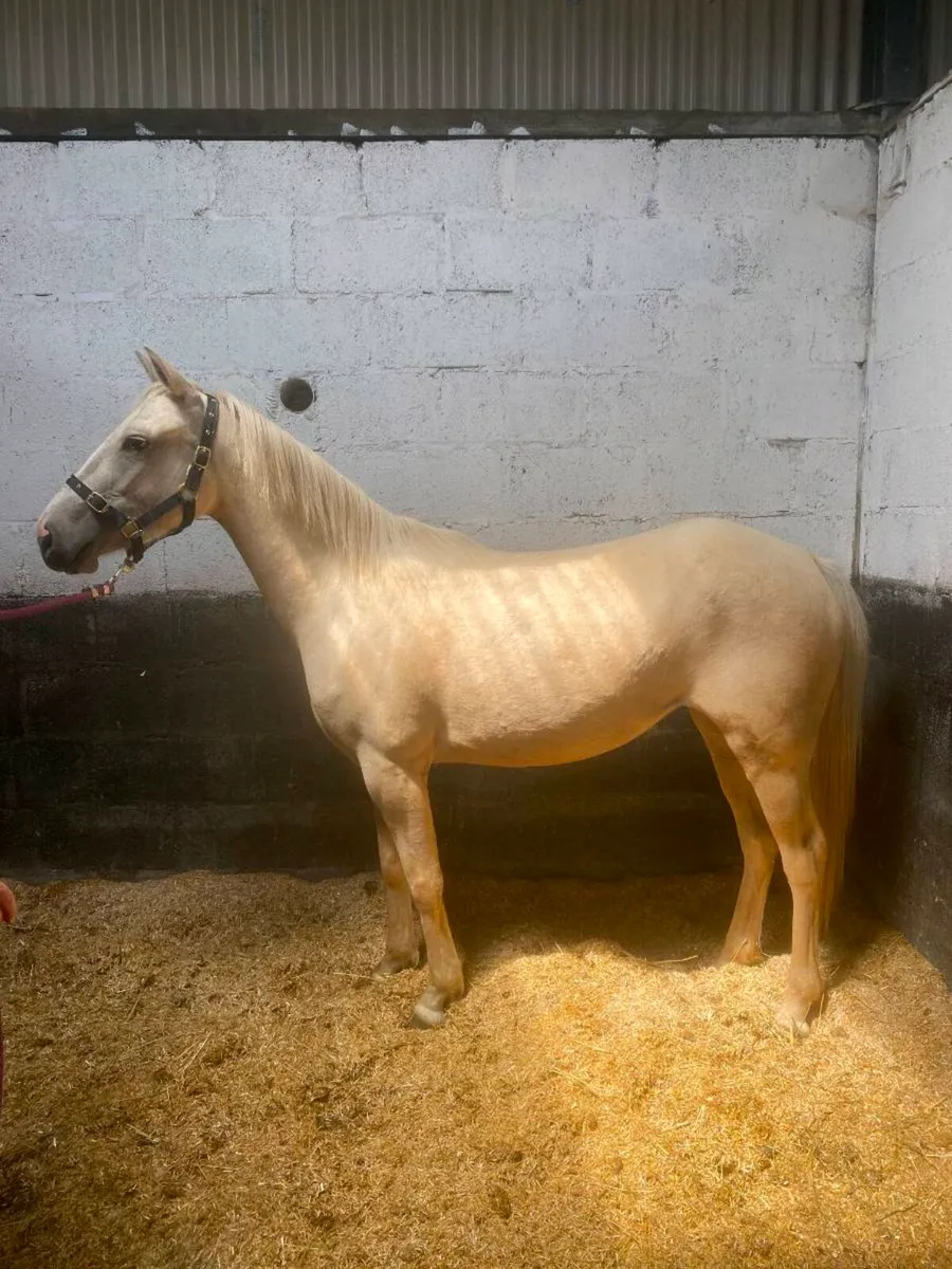 Pony - Image 2