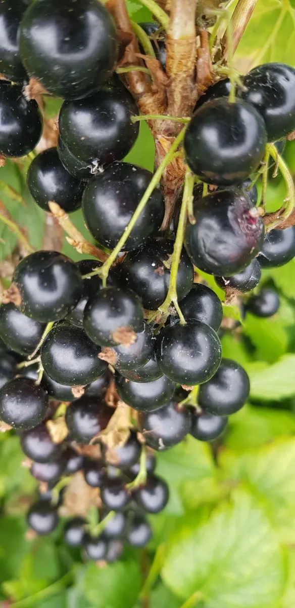 Blackcurrant Berries - Image 2
