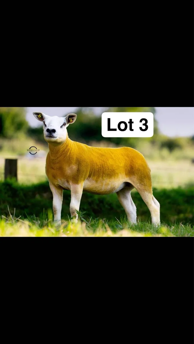 Pedigree Texel Hoggets & Ewe lambs - Image 3