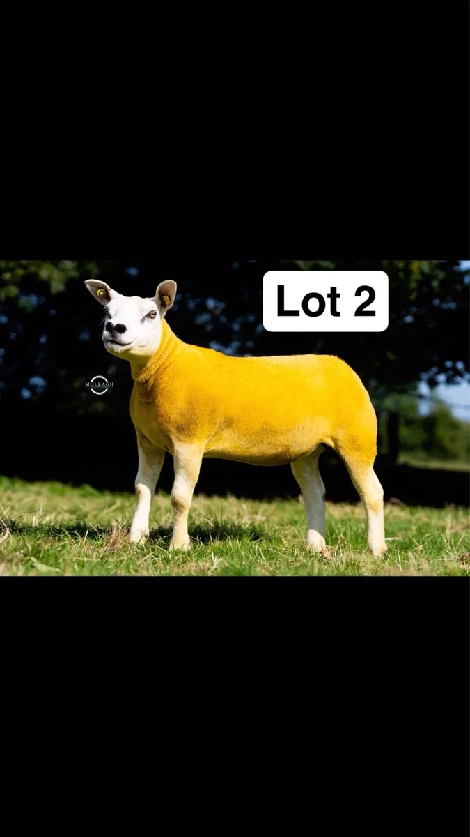 Pedigree Texel Hoggets & Ewe lambs - Image 2