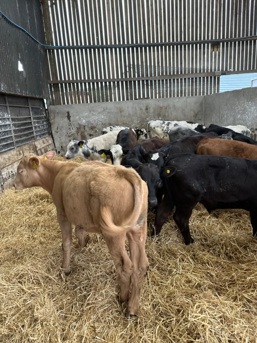 Reared bulls - Image 4