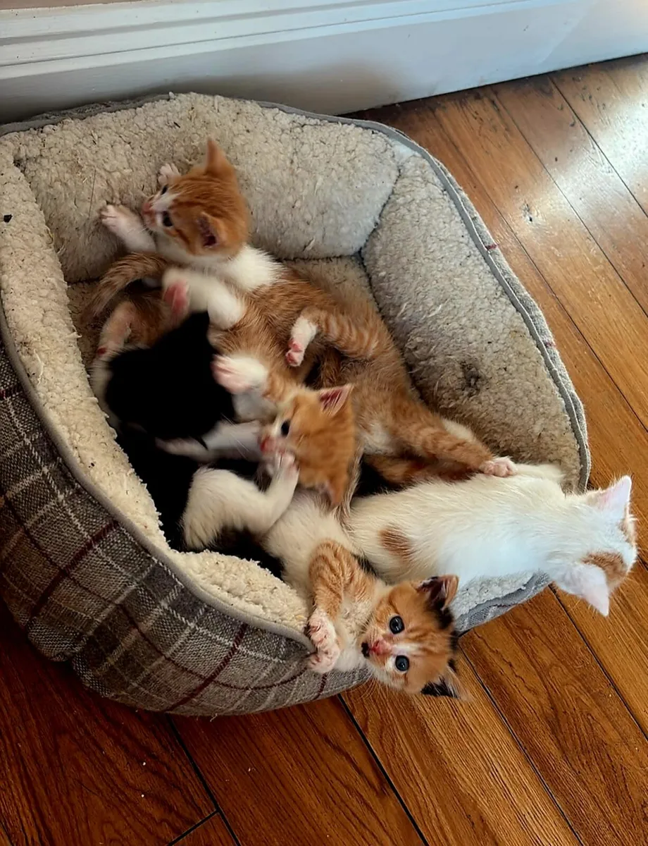 Kittens