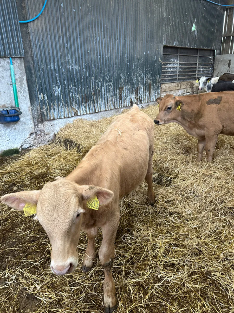 Reared bulls - Image 2