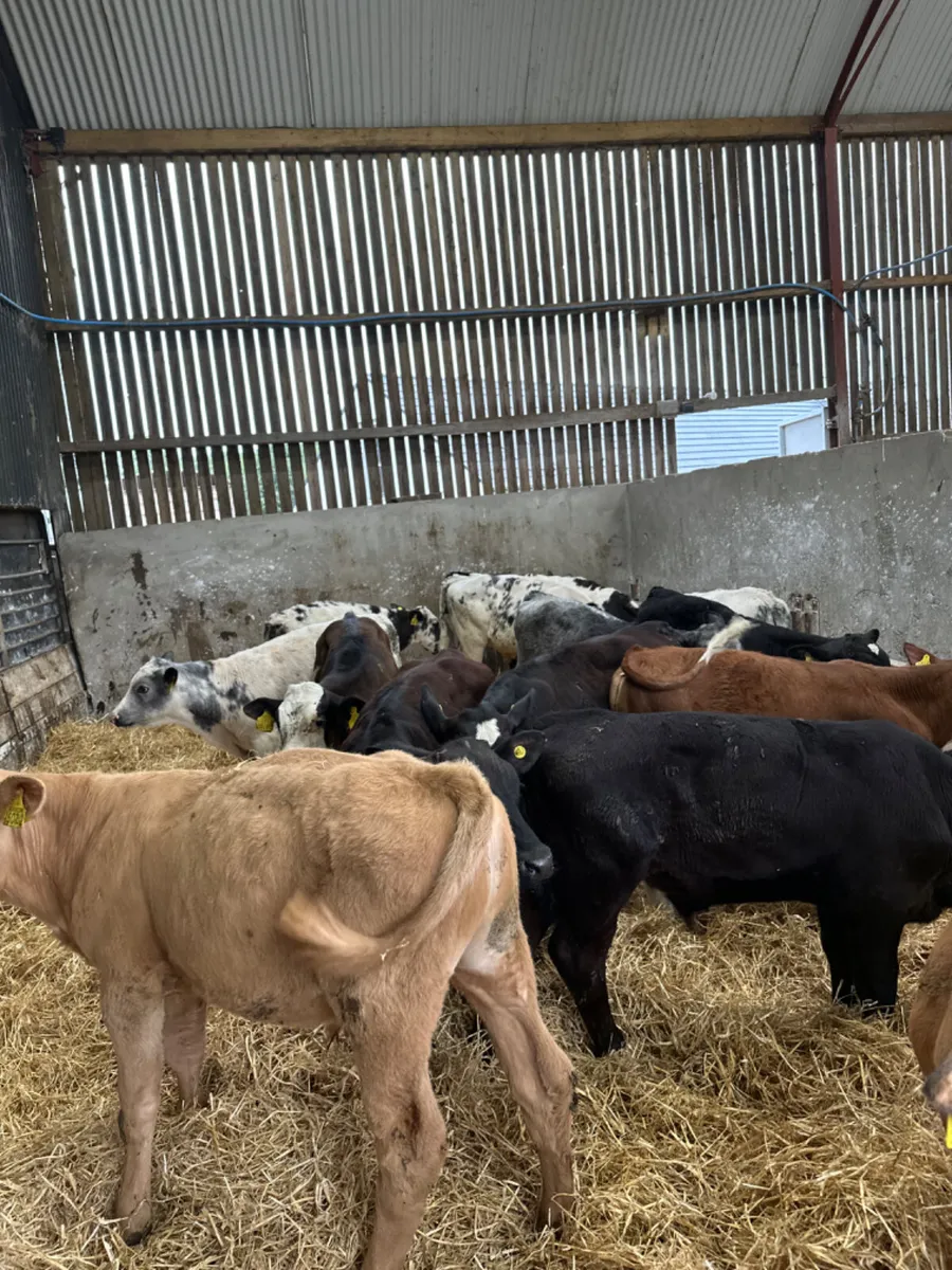 Reared bulls - Image 3