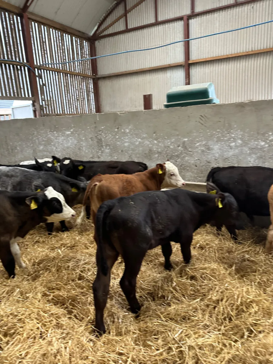 Reared bulls - Image 1