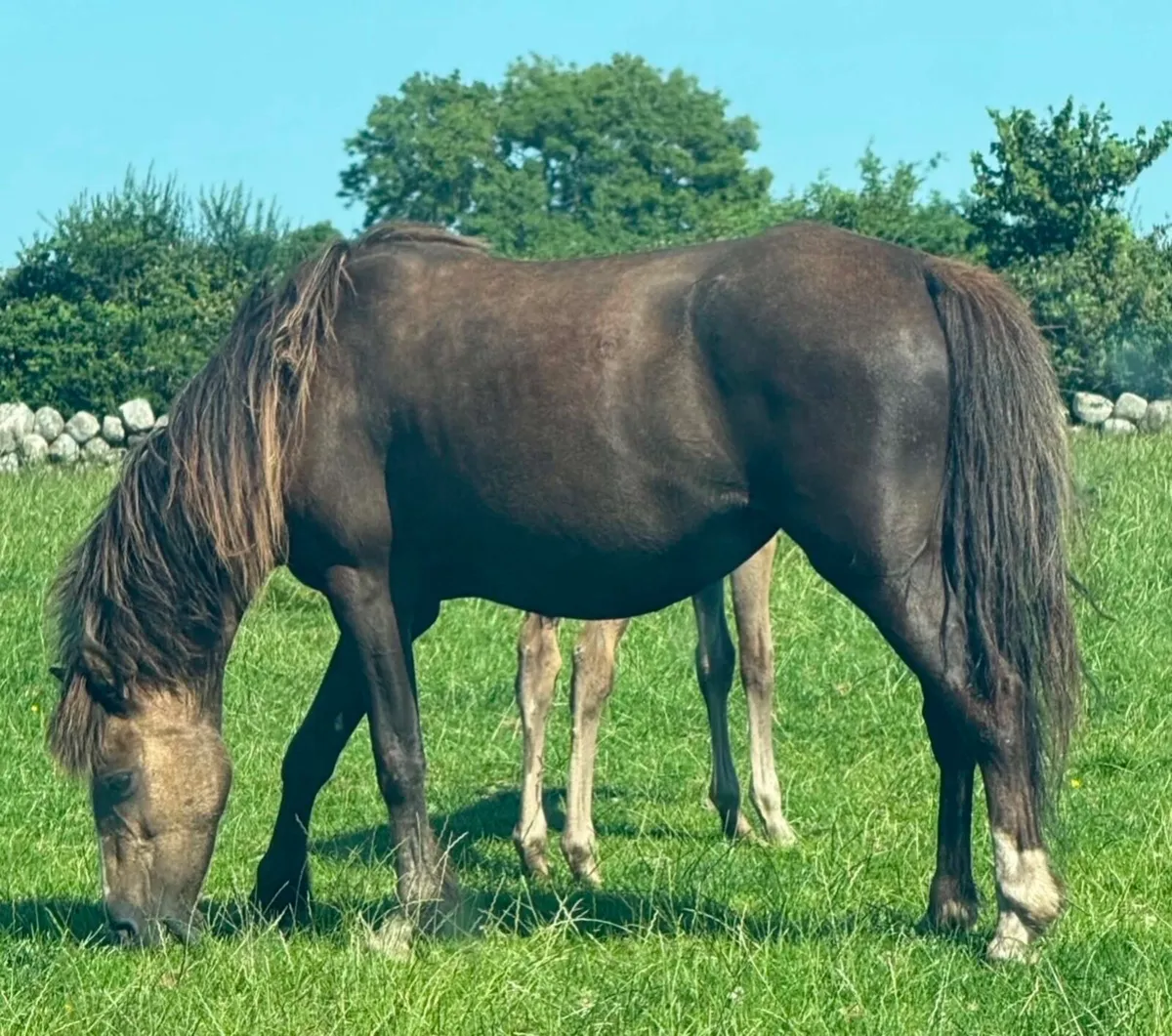 12.2hh mare with colt foal at foot - Image 2