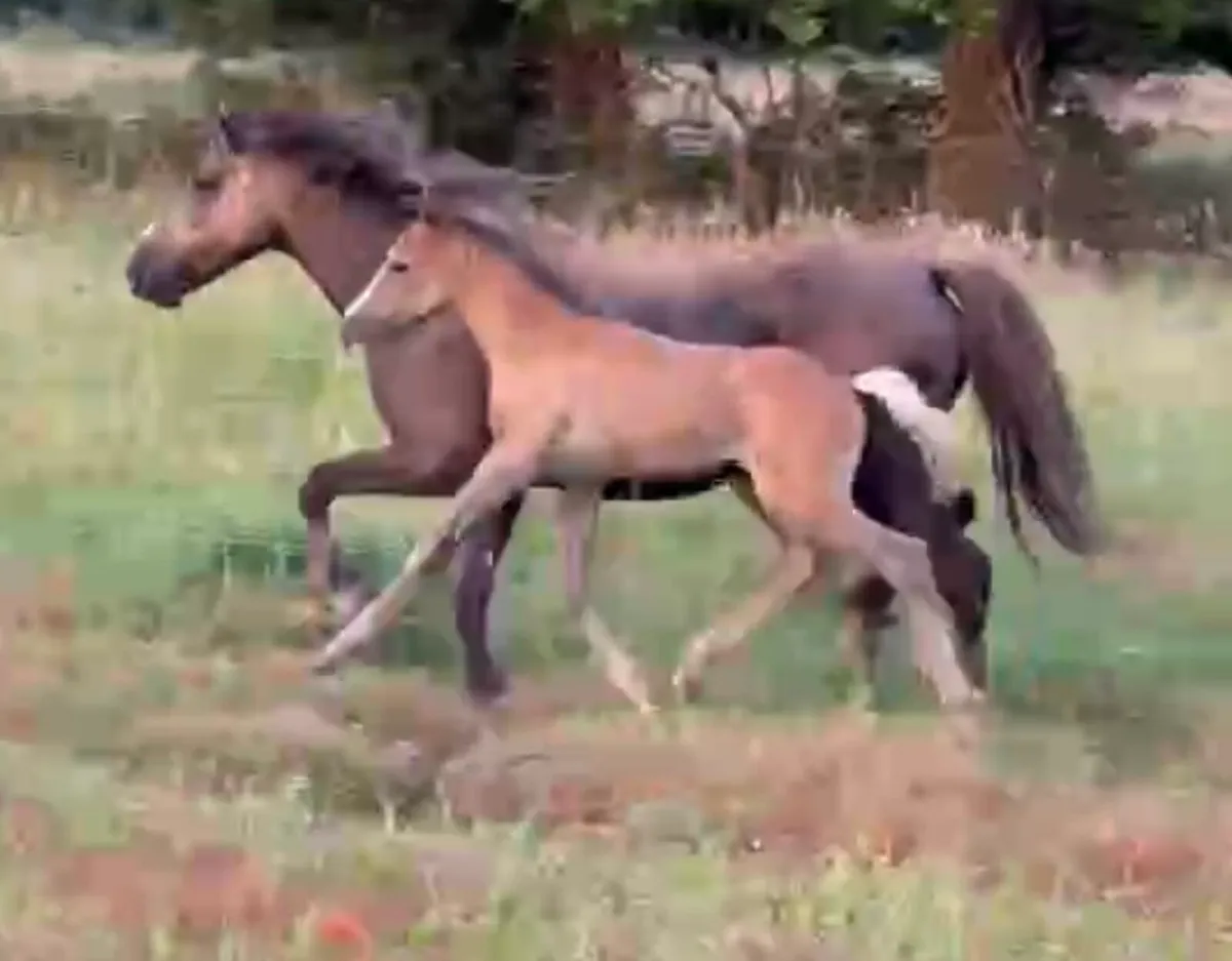 12.2hh mare with colt foal at foot - Image 3