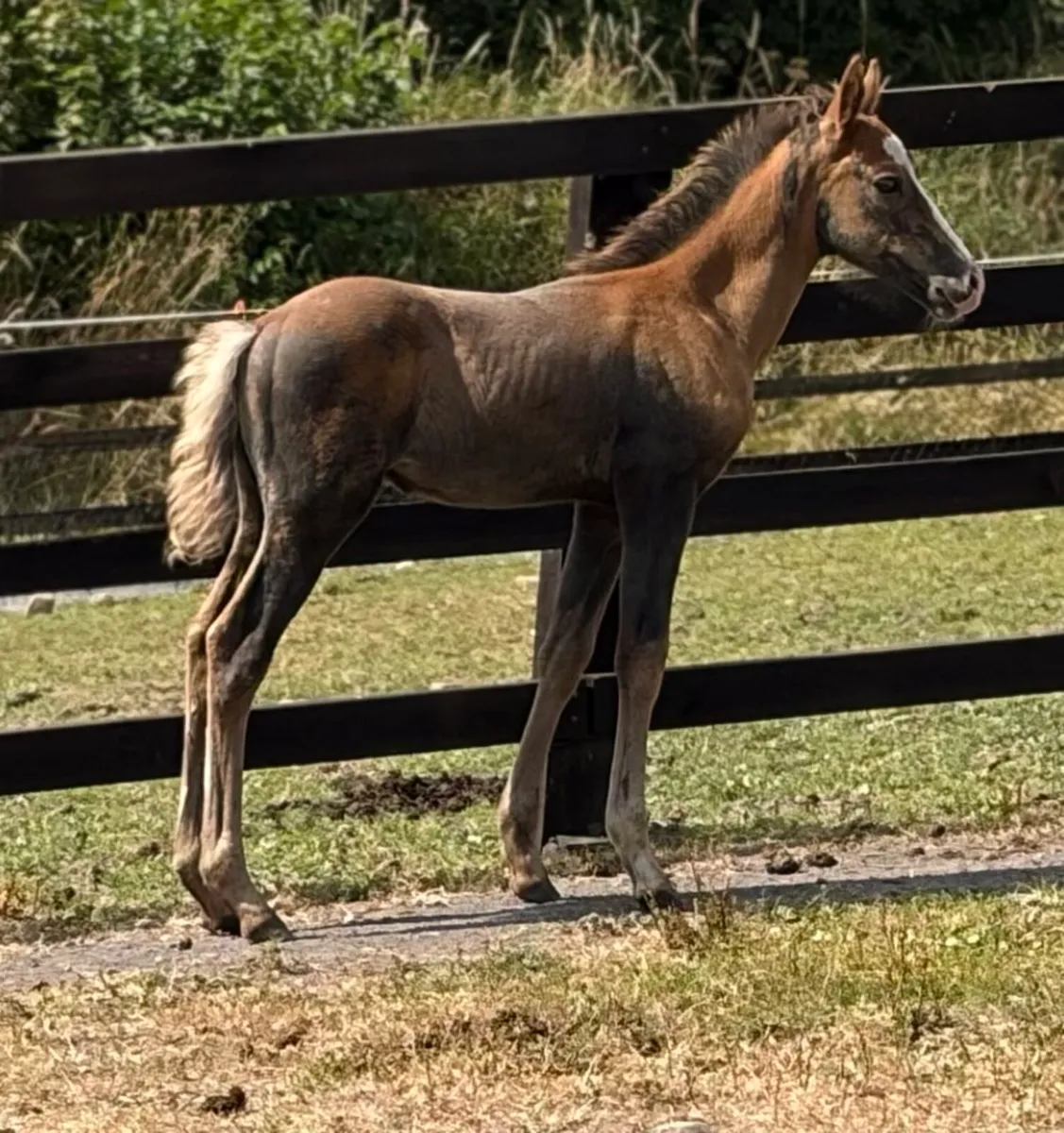 12.2hh mare with colt foal at foot - Image 4